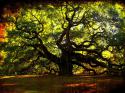 57519_1330534868_old-old-angel-oak-in-charleston-susanne-van-hulst.