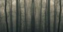 5769_dark-forest-twitter-background.