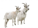 58202_Goats_Go_Inspecting_.