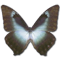 58255_Morpho-Cissis-icon.