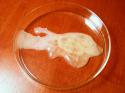5831800px-Human_semen_in_petri_dish2.