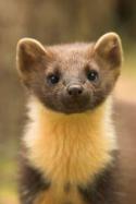 58603_pinemarten.