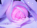 58972_276362892.