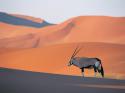 5898Oryx_Antelope.