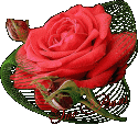 590169700830_YEto_Vam_Roza.