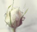 59433_tumblr_meev07F55J1qeeqaho1_500.