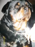 59489_buster.
