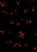 59646945335_207859_55718_serdca_fon.