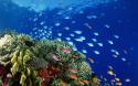 59889_underwater_coral_reef_2560x204_1920x1200_animalhi_com.