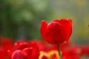 5988DSC_0336.