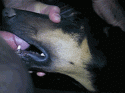 59990_doberman_mouth_cum.