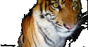60255_tumblr_mfgdm4CMsW1rrnn7po1_500.