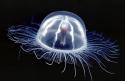 6026_a357_jellyfish.