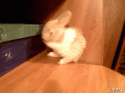 60282_gifpal-20131117221530.