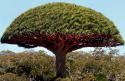 6047Socotra_Island_09.