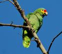 60766_Amazona_autumnalis.