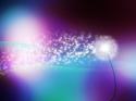 6080_Dandelion_light_011.