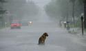 60878_1330973808_1330869550_sad_dog_10.