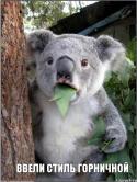 61072_koala_58246135_orig_.