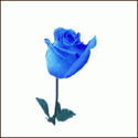 61079_blue_rose_anim.