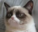 6109_Grumpy-Cat1.