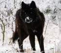 6137_wolf.