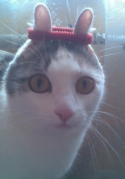 61458_704372bunny-cat.