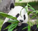 6151_panda_bamboo-e1353092368898.