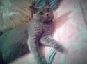 61607_koshka.