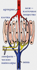 61677_limfosistema1.