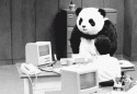 61755_Panda.