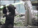 6247Jedi_bear_lightsaber.