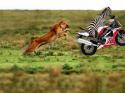 62642_zebra-on-motorcycle-comedy-desktops.