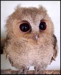 6274Baby_Scops_Owl_III_by_makibird.