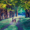 6287roe_deer__by_annarigby-d3euxdu_large.