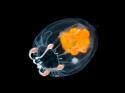 63010_transparent_and_beautiful_640_09_zps39f30917.