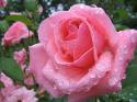 63048_Rozy-v-sady-3992.