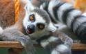 63278_Ring-Tailed-Lemurs-Tropical-Wings-United-Kingdom-Wallpaper-1600x1000.