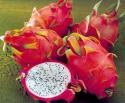 63280_dragon_fruit-1.