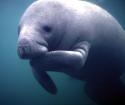6356The-manatee-a-symbol-of-peace-tranquility-and-effeminate-wonder_.
