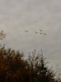 64136_0_62ae8_440d52ed_XL.