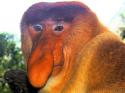 64321_portrait_of_a_proboscis_monkey.