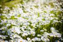 64376_bokeh-field-flower-grass-green-Favim_com-247862.