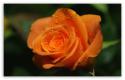 6437_orange_rose.