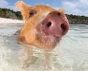 6442wet-whiskers_1444703i.
