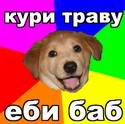6477advicedog.