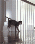 65091_gifs_11.