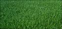 65147_grass_hiress_j.