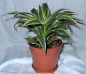 65177_photo-05-dracena-dracenovye.