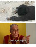65208_5_-Dalai-lama_14.